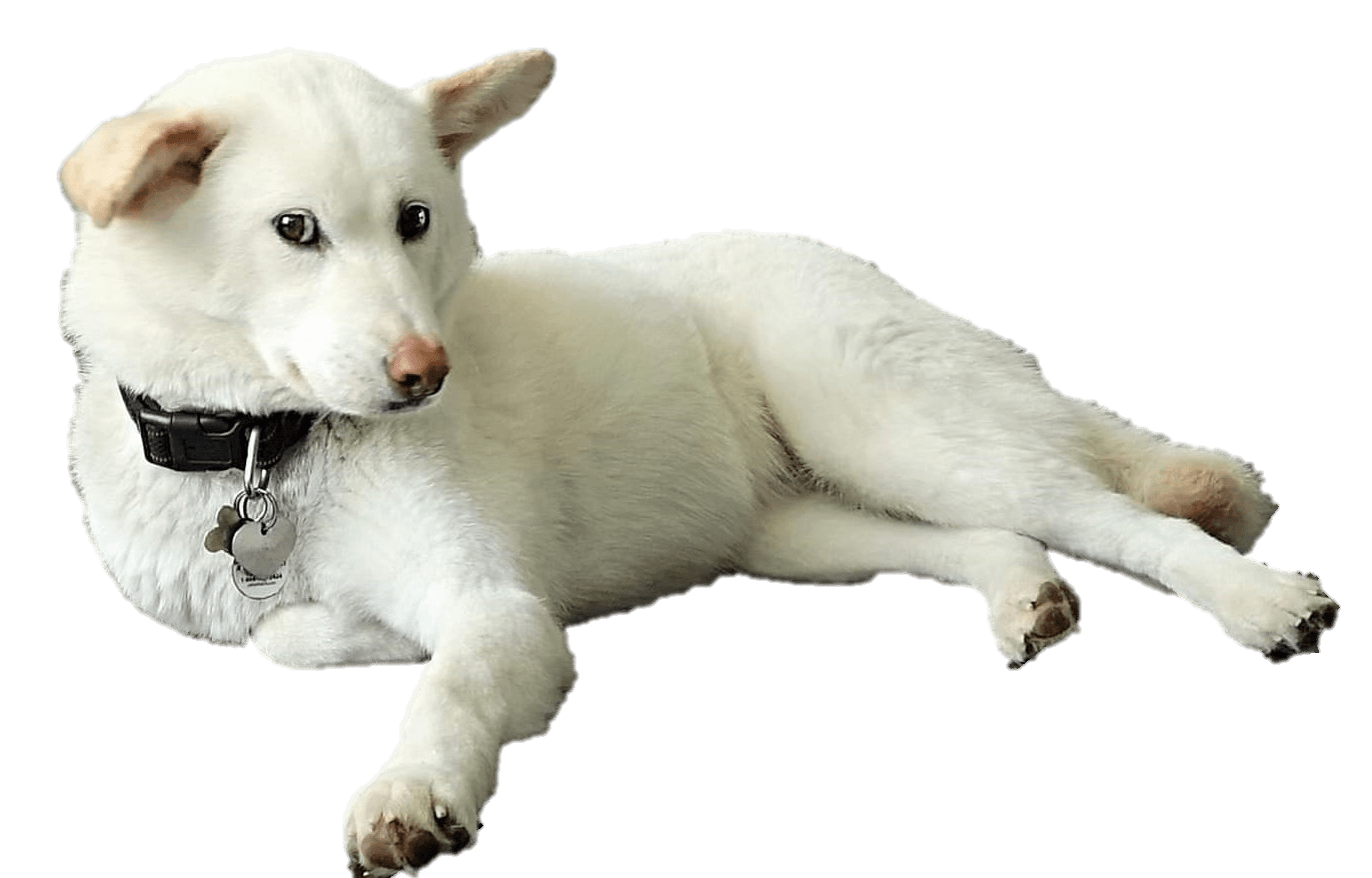 Tamir Litigation - Calla, the white Jindo